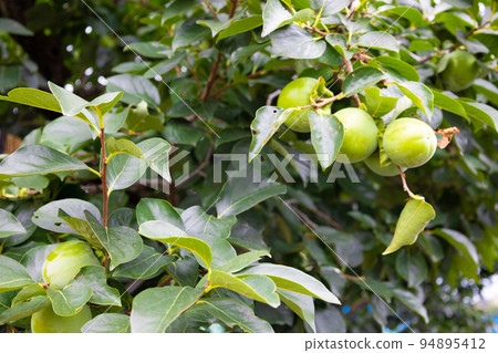 Urban fields surrounded by houses and condominiums and persimmon trees growing in blueberry fields, end of summer, entrance of autumn (Nerima Ward, Tokyo) Urban fields surrounded by houses and condominiums and persimmon trees growing in blueberry fields, end of summer, entrance of autumn (Nerima Ward, Tokyo) 94895412