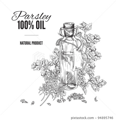 Parsley aromatic oil badge or banner template hand drawn vector illustration. 94895746