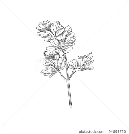 Parsley fresh branch or stem of aromatic... - Stock Illustration ...