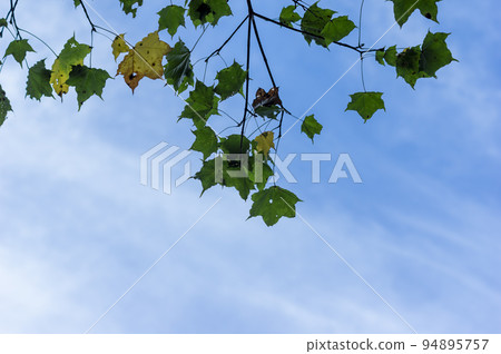 楓葉開始變黃藍天 楓葉開始變黃藍天 94895757