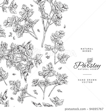 Vertical seamless border with hand drawn monochrome parsley sketch style 94895767