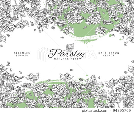 Parsley hand drawn seamless border, sketch vector illustration. 94895769