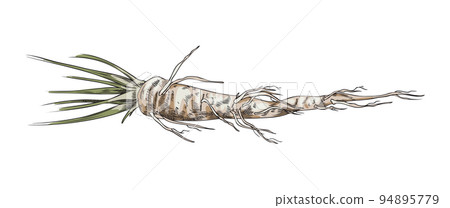 Parsley plant root or radix hand drawn vector illustration isolated on white. Parsley plant root or radix hand drawn vector illustration isolated on white. 94895779
