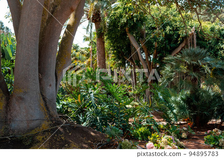 tropical botanical garden, Flora of Canary Islands 94895783