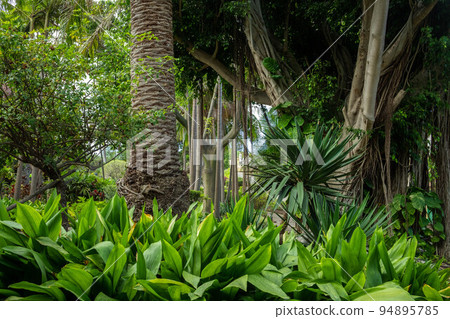 tropical jungle or botanical garden 94895785