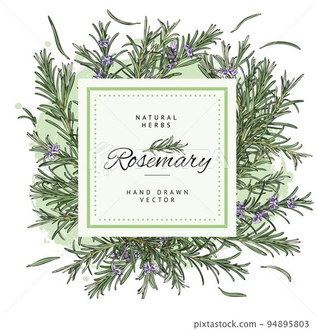 Decorative frame design with hand colorful drawn rosemary plants sketch style Decorative frame design with hand colorful drawn rosemary plants sketch style 94895803