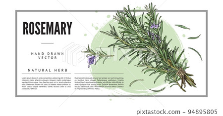 Rosemary herb and cooking spice, cosmetic aroma plant banner, vector illustration. Rosemary herb and cooking spice, cosmetic aroma plant banner, vector illustration. 94895805