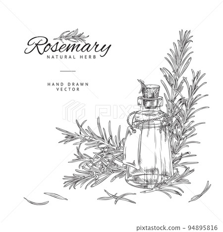 Rosemary plant and oil bottle, poster template with copy space for text, sketch vector illustration. Rosemary plant and oil bottle, poster template with copy space for text, sketch vector illustration. 94895816