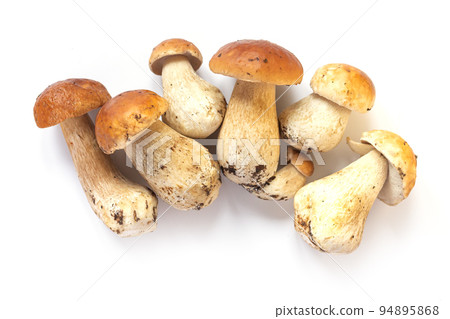 Fresh autumn cep porcini mushrooms isolated Fresh autumn cep porcini mushrooms isolated 94895868