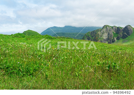 beautiful landscape of Kunashir island with grassy hills and basalt rocks, focus on near forbs 94896492