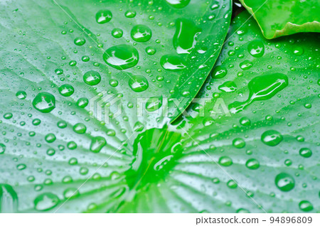 dew drop or rain drop on lotus leaf , leaf in blur background 94896809