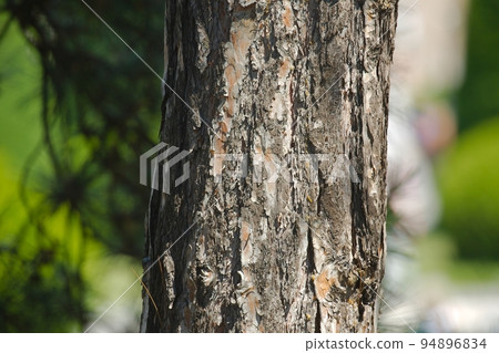 Tree trunk in a forest Tree trunk in a forest 94896834