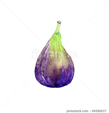 Hand drawn watercolor fig. Hand drawn illustration of organic harvest for healthy diet. Edible fresh fruit of ficus carica. Ingredient for jam making, dessert recipe, logo and label 94896837
