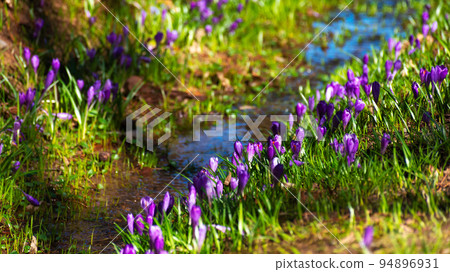 crocus flower blooming along the brook. beautiful nature background in spring crocus flower blooming along the brook. beautiful nature background in spring 94896931