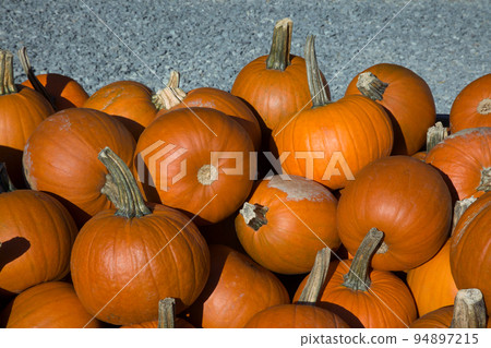 many pumpkins at the market thanksgiving or halloween season orange squash 94897215