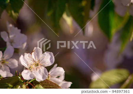 beautiful closeup spring blossoming tree 94897361