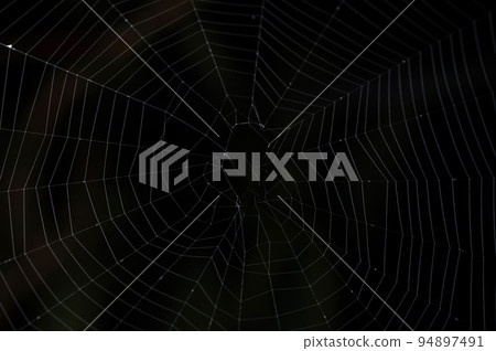 Real spider web 94897491