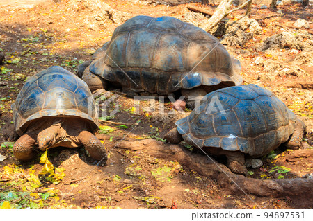 Aldabra giant tortoises on Prison island, Zanzibar in Tanzania Aldabra giant tortoises on Prison island, Zanzibar in Tanzania 94897531