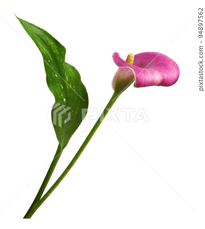 Pink flower and green leaf of calla (Zantedeschia) isolated 94897562