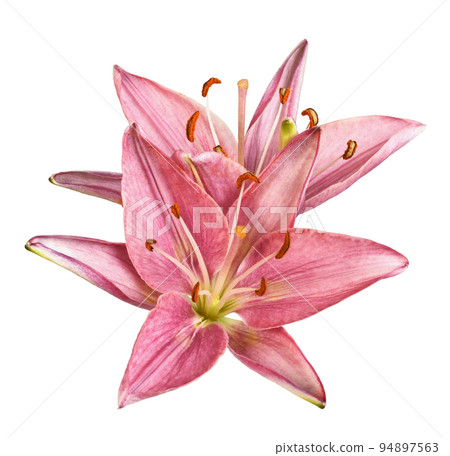 Pink lily flowers isolated on white 94897563