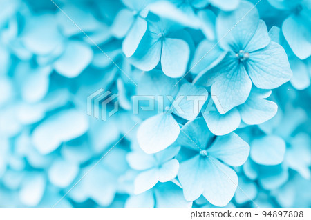 Macro photo of hydrangea flower. Details of blue petals. Beautiful colorful blue texture of flowers. Hydrangea Macro photo of hydrangea flower. Details of blue petals. Beautiful colorful blue texture of flowers. Hydrangea 94897808
