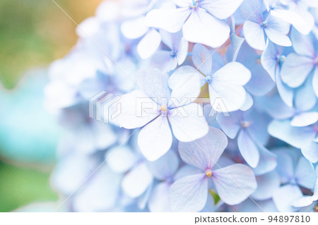 Macro photo of hydrangea flower. Details of blue petals. Beautiful colorful blue texture of flowers. Hydrangea Macro photo of hydrangea flower. Details of blue petals. Beautiful colorful blue texture of flowers. Hydrangea 94897810