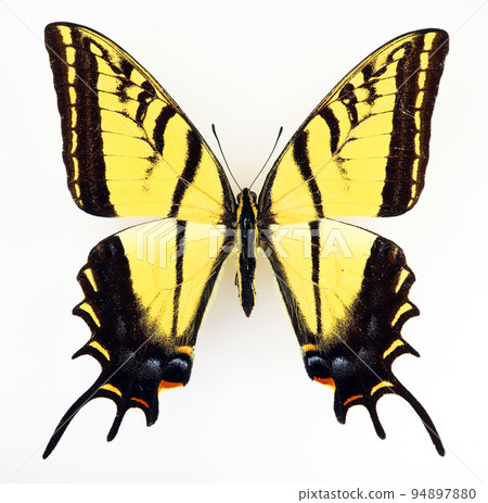 Yellow butterfly isolated on white. Swallowtail Papilio multicaudata close up macro, collection butterflies, papilionidae, lepidoptera Yellow butterfly isolated on white. Swallowtail Papilio multicaudata close up macro, collection butterflies, papilionidae, lepidoptera 94897880