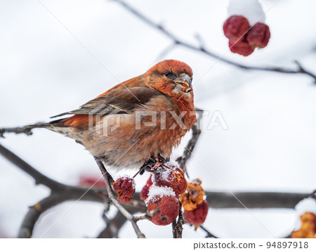 Red Crossbill male sitting on the tree branch and eats wild apple berries. Crossbill bird eats berries. 94897918