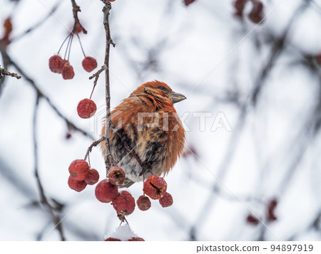 Red Crossbill male sitting on the tree branch and eats wild apple berries. Crossbill bird eats berries. Red Crossbill male sitting on the tree branch and eats wild apple berries. Crossbill bird eats berries. 94897919
