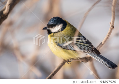Cute bird Great tit, songbird sitting on a branch without leaves in the autumn or winter. Cute bird Great tit, songbird sitting on a branch without leaves in the autumn or winter. 94897920