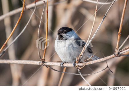 Cute bird the willow tit, song bird sitting on a branch without leaves in the winter. Cute bird the willow tit, song bird sitting on a branch without leaves in the winter. 94897921