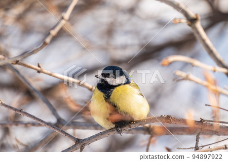 Cute bird Great tit, songbird sitting on a branch without leaves in the autumn or winter. Cute bird Great tit, songbird sitting on a branch without leaves in the autumn or winter. 94897922
