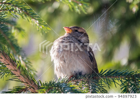 Sparrow sits on a fir branch in the sunset light. Sparrow sits on a fir branch in the sunset light. 94897923