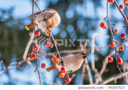 Bohemian waxwing, a beautiful tufted bird, Latin name Bombycilla garrulus, sitting on a wild apple tree and eats red wild apples in winter or early spring day. Bohemian waxwing, a beautiful tufted bird, Latin name Bombycilla garrulus, sitting on a wild apple tree and eats red wild apples in winter or early spring day. 94897925