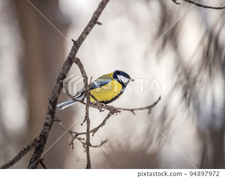 Cute bird Great tit, songbird sitting on a branch without leaves in the autumn or winter. 94897972