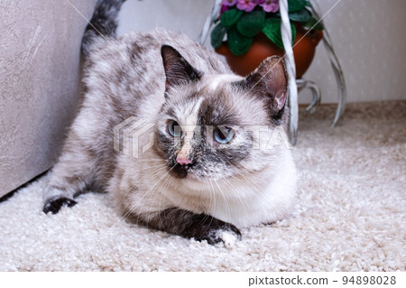 A gray cat lies on a gray fluffy carpet A gray cat lies on a gray fluffy carpet 94898028