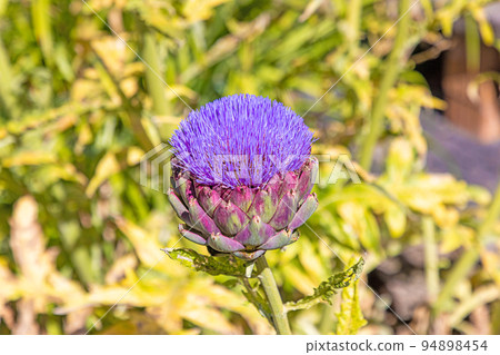 Close up of a deep purple colored artichoke flower in summer 94898454