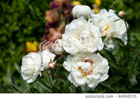 Peony, Paeonia Peony, Paeonia 94898555