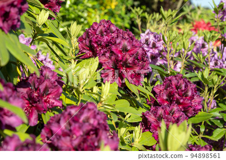 Rhododendron Hybrid 94898561