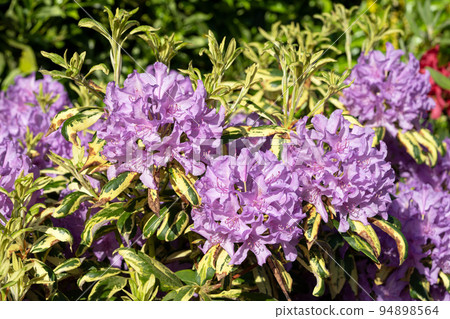 Rhododendron Hybrid Rhododendron Hybrid 94898564
