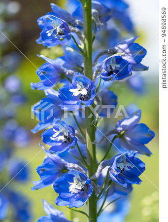 Candle larkspur, Delphinium elatum 94898569