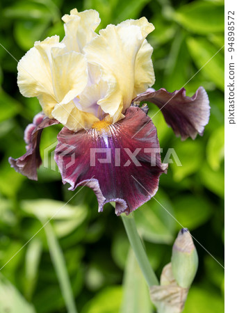 German iris, Iris barbata 94898572
