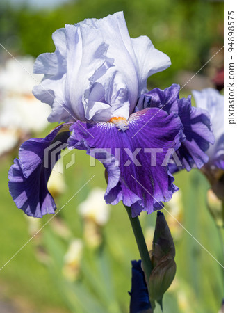German iris, Iris barbata German iris, Iris barbata 94898575