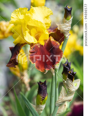 German iris, Iris barbata German iris, Iris barbata 94898577