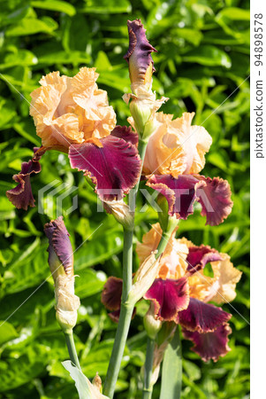 German iris, Iris barbata German iris, Iris barbata 94898578
