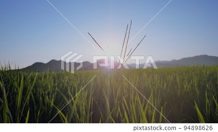 沐浴在從山上出來的早晨陽光下的稻田 94898626