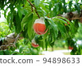Peach picking peach orchard taste picking fun peach 94898633