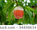 Peach picking peach orchard taste picking fun peach 94898634