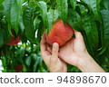 Hands wrapping a peach Peach picking Taste picking Peach harvest Fruit orchard 94898670