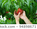 Hands wrapping a peach Peach picking Taste picking Peach harvest Fruit orchard 94898671